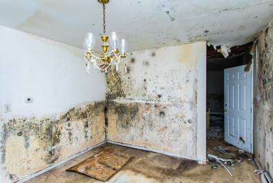 Mold Restoration